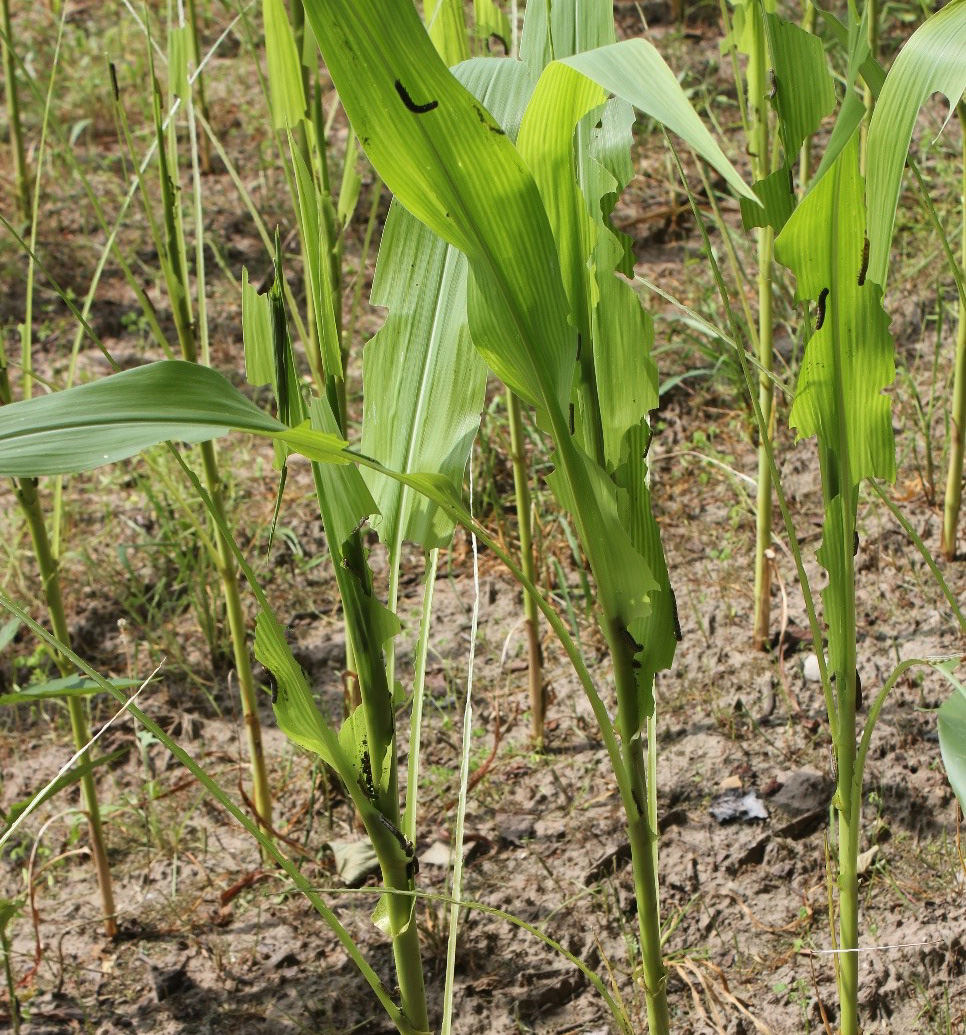 Armyworm outbreak in field near Lawrence in 2018 - edited